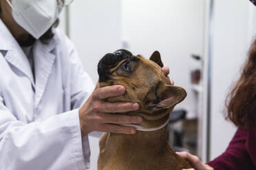 Tierärztin bei der Untersuchung einer Bulldogge in einer medizinischen Klinik - PNAF01479