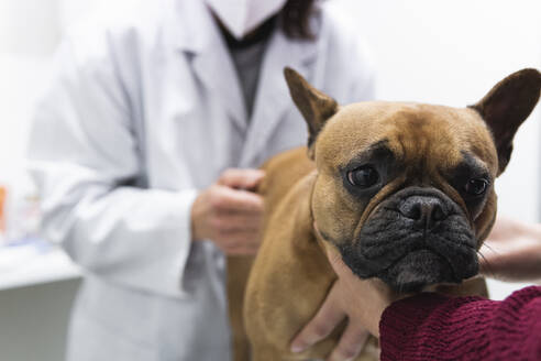 Französische Bulldogge mit Tierärztin in medizinischer Klinik - PNAF01480