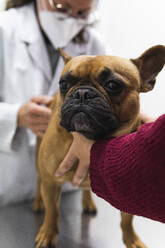 Tierarzt untersucht französische Bulldogge in der Klinik - PNAF01481