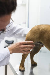 Tierarzt untersucht das Bein einer Französischen Bulldogge in der Klinik - PNAF01482