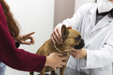 Tierhalterin mit Hund in der Tierklinik - PNAF01483