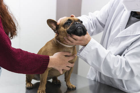 Französische Bulldogge, untersucht von einer Tierärztin in der Klinik - PNAF01484