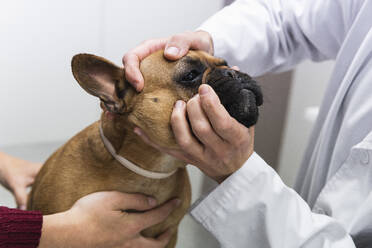Tierarzt hält Hundekopf bei Untersuchung in medizinischer Klinik - PNAF01485