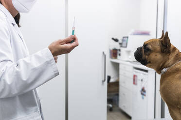 French Bulldog looking at female veterinarian holding syringe - PNAF01487