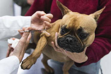 Young woman holding dog while female veterinarian treating French Bulldog at medical clinic - PNAF01488