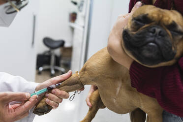 Female veterinarian drawing blood from French Bulldog leg at medical clinic - PNAF01489