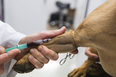 Female veterinarian removing blood from Bulldog leg at medical clinic - PNAF01490