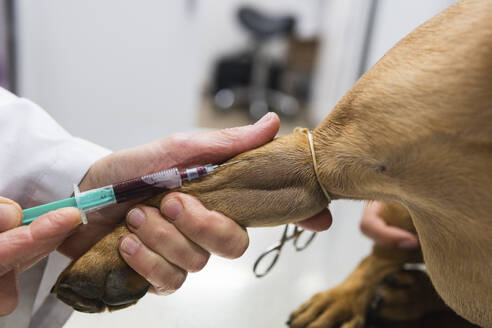 Tierärztin beim Entfernen von Blut aus dem Bein einer Bulldogge in einer medizinischen Klinik - PNAF01490