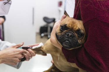 Female veterinarian examining blood from French Bulldog at medical clinic - PNAF01491
