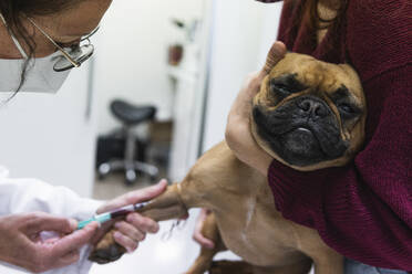 Young woman holding French Bulldog while female veterinarian drawing blood at medical clinic - PNAF01492