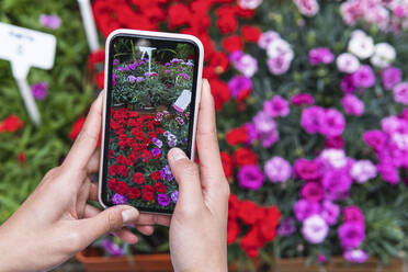 Frau fotografiert Rosen mit ihrem Smartphone in einer Gärtnerei - PNAF01601