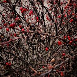 Bush with red berries - NGF00738