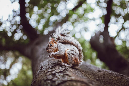 Eichhörnchen mit braunem und grauem Fell sitzt auf rauem Baumstamm im Garten bei Tageslicht - ADSF23904