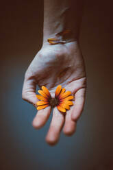 Crop anonymous person with bright blossoming African daisy with tender petals on hand on gray background - ADSF23906