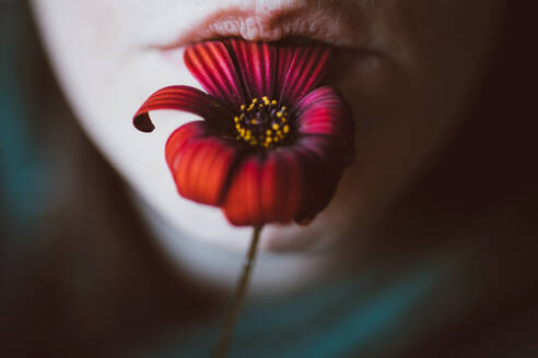 Closeup der Ernte anonyme weibliche mit bunten blühenden Blume mit sanften Blütenblätter in den Mund - ADSF23907