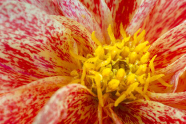 Orange blühende Dahlien im Frühling - STSF02942