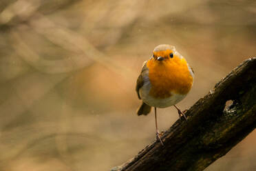 A robin bird sat on a branch against an orange background - CAVF94030