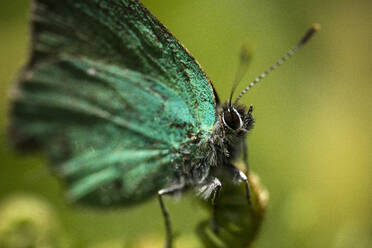 Ein grüner Schmetterling vor einem grünen Hintergrund - CAVF94036