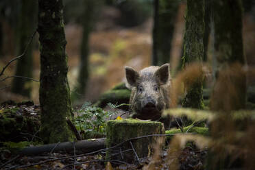 A wild boar deep within a forest - CAVF94039