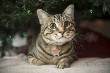 Tabby-Katze, die auf einer Decke unter den Zweigen des Weihnachtsbaums liegt - CAVF94047