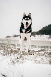 Husky-Hund, der auf einer verschneiten Wiese steht und mit herausgestreckter Zunge in die Kamera schaut, an einem Wintertag unter grauem Himmel - ADSF24155