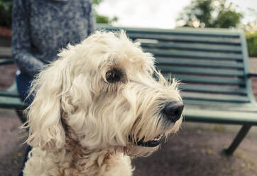 Labradoodle schaut im Park weg - MASF23770