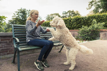 Blonde Frau gibt Hund Gehorsamkeitstraining im Park - MASF23772