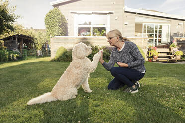 Reife Frau macht High-Five mit Hund im Hinterhof - MASF23782