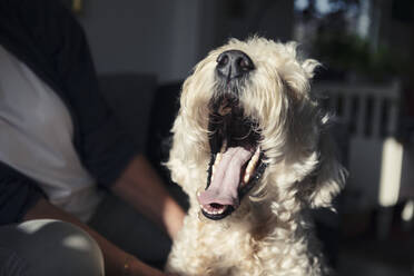 Hund gähnt im Sonnenlicht zu Hause - MASF23786