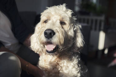 Labradoodle, der zu Hause in das Sonnenlicht schaut - MASF23787