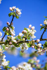 Zweig eines blühenden Apfelbaums im Frühling - NDF01291