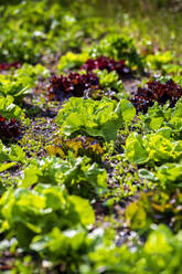 Grüner und roter Kopfsalat im Gemüsegarten - NDF01297