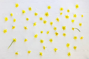 Köpfe von gelb blühendem Scharbockskraut (Ficaria verna) flach auf weißem Hintergrund - CMF00887