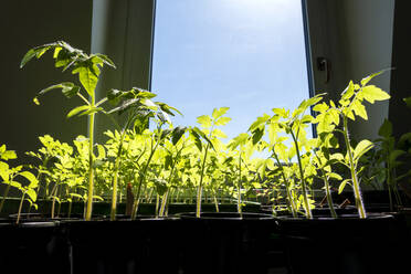 Sunlight on tomato plant by window at home - NDF01301
