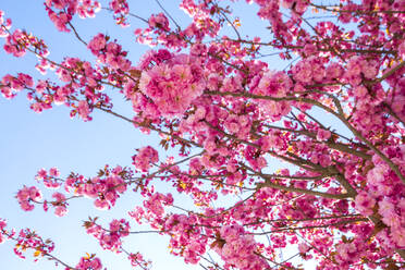 Cherry blossoms in spring - NDF01303