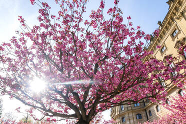 Cherry blossoms in spring - NDF01304