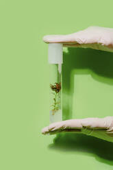 Unkenntlich gemachter Wissenschaftler mit Pflanze in Plastikröhre auf grünem Hintergrund im Studio - ADSF24201