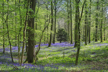 Blauglocken im Frühling in einer klassischen Buchenlandschaft in College Wood, Pishill in den Chiltern Hills, Pishill, Oxfordshire, England, Vereinigtes Königreich, Europa - RHPLF19699
