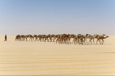 Kamelkarawane auf dem Djado-Plateau, Sahara, Niger, Afrika - RHPLF19728