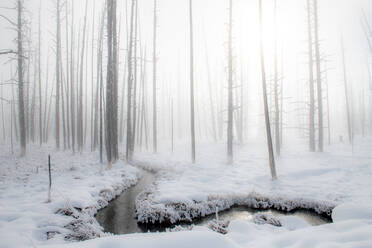 Schneelandschaft mit Bach und Bäumen im Nebel, Yellowstone National Park, UNESCO Weltkulturerbe, Wyoming, Vereinigte Staaten von Amerika, Nordamerika - RHPLF19745