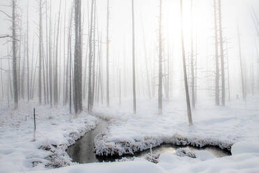 Snowscape with stream and trees in the fog, Yellowstone National Park, UNESCO World Heritage Site, Wyoming, United States of America, North America - RHPLF19745