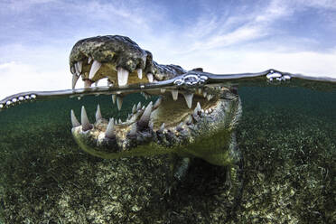 Offenes Maul eines amerikanischen Krokodils im Wasser, Chinchorro Banks, Mexiko - ISF24609