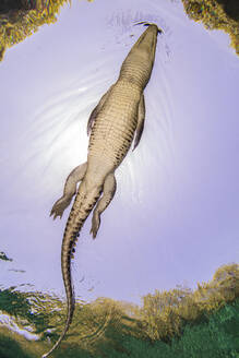 Tiefblick auf das Amerikanische Krokodil in den Chinchorro Banks, Mexiko - ISF24610