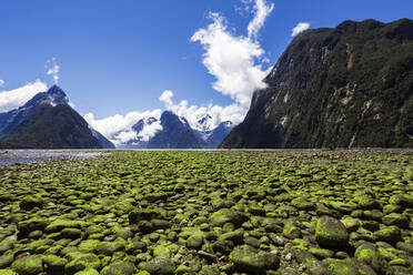 Neuseeland, Südinsel, Milford Sound, Moosbewachsene Steine in majestätischer Berglandschaft - WVF01861