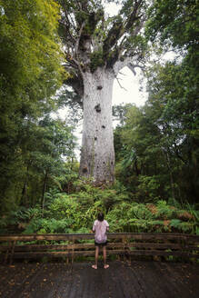 Neuseeland, Nordinsel, Northland, Junger Mann bewundert Tane Mahuta Kauri Baum - WVF01875