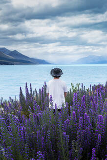 Neuseeland, Canterbury, Rückansicht eines jungen Mannes mit Hut inmitten blühender Lupinen (Lupinus) am Lake Tekapo - WVF01896