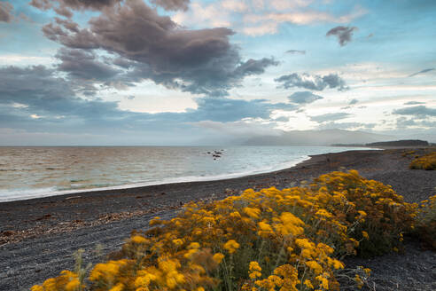 Neuseeland, Canterbury, Kaikoura, Blumen wachsen am Strand entlang des ruhigen Meeres - WVF01903
