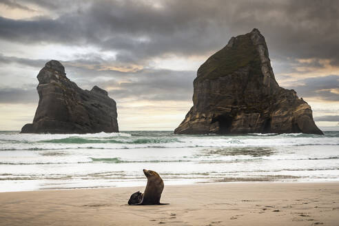 Neuseeland, Südinsel, Majestätische Felsformationen in der Golden Bay mit Robbe am sandigen Wharariki Beach - WVF01906