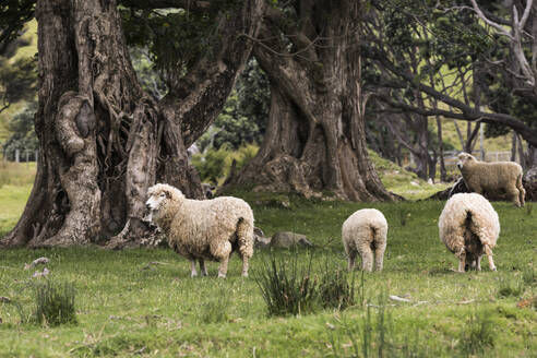 Weidende Schafe im Coromandel Forest Park - WVF01937