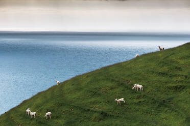 Eine Schafherde weidet auf einem grasbewachsenen Hügel vor der Küste der Coromandel-Halbinsel - WVF01952